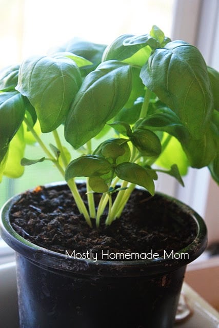 A healthy basil plant on a kitchen windowsill 
