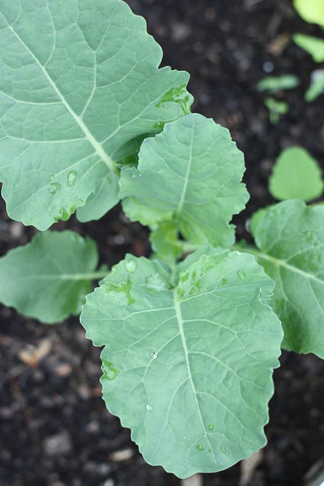 A broccoli plant seedling growing in a raised garden bed