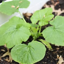 A small zucchini plant growing in a white raised garden bed